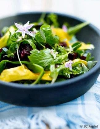 Salade aux fleurs de capucine et de bourrache