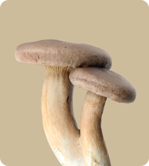 Champignons