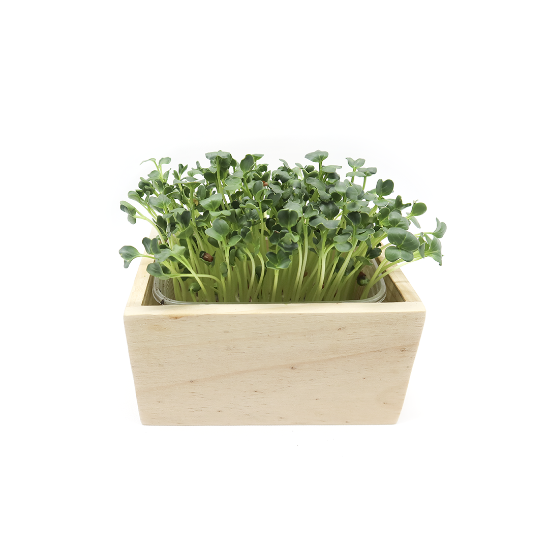 Pousses de Radis daikon